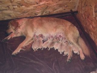 chiot Golden Retriever Des Hautes Terres D'Houppeville